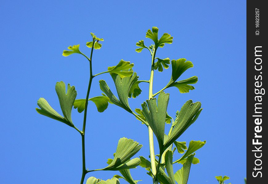 Ginkgo biloba tree - fresh medicinal leaves