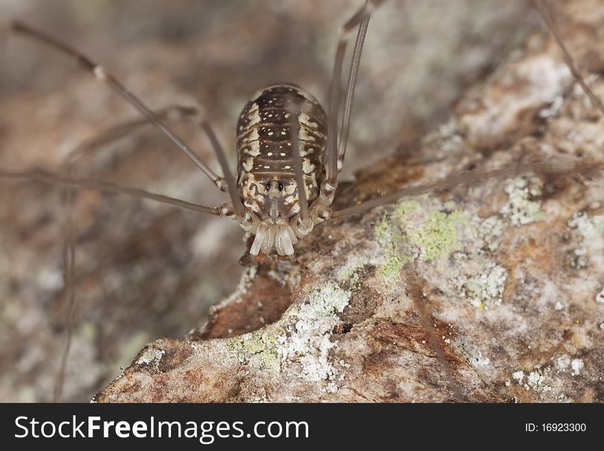 Woodsman Sitting On Wood