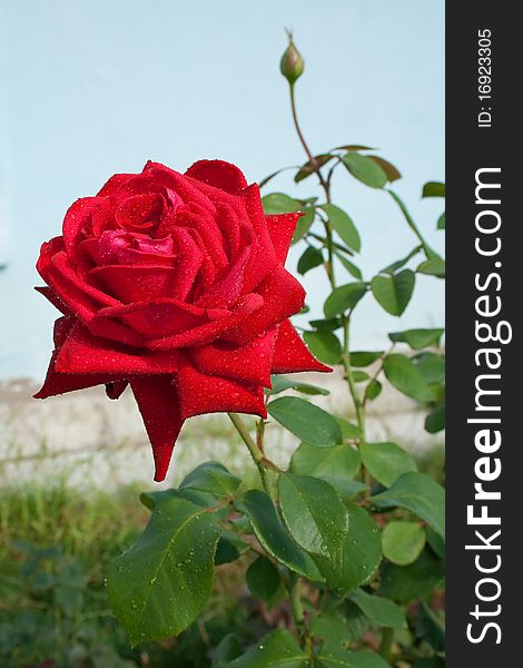 Red, big, magnificent rose in a garden. Red, big, magnificent rose in a garden