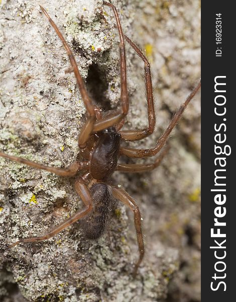 Wolf spider on wood. Macro photo.