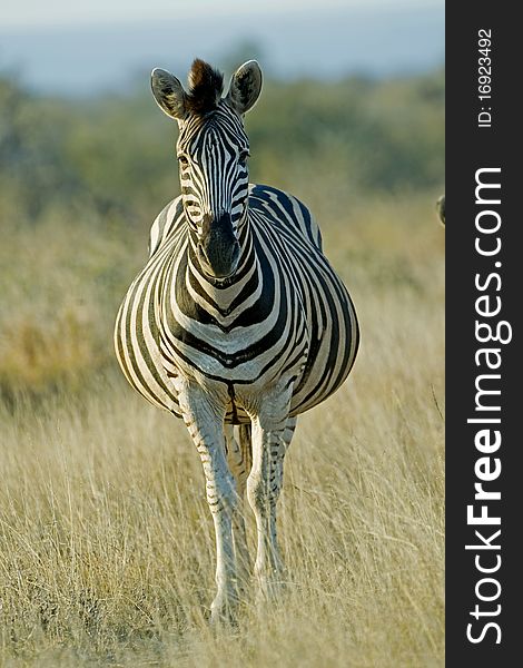 A very pregnant Zebra stares at the camera