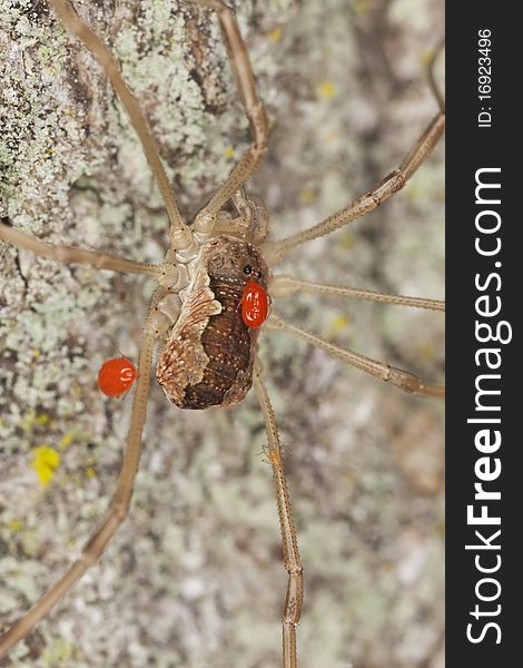 Harvestman with parasites. Macro photo.