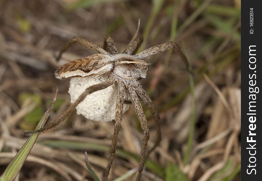 Female Wolf spider with eggs. Macro photo.