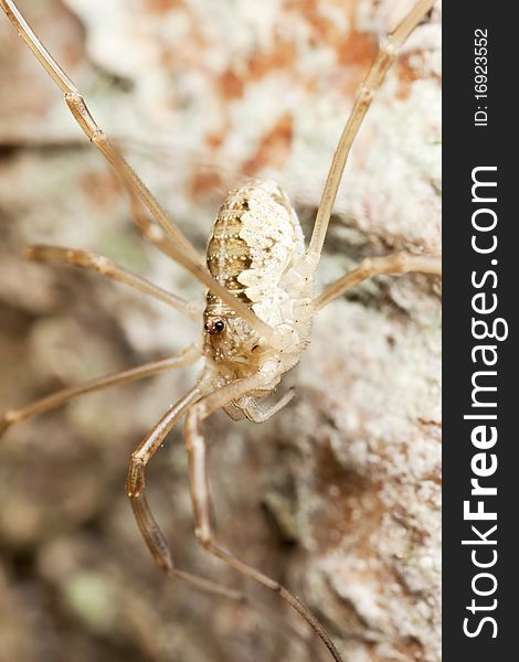 Daddy longlegs sitting on wood. Macro photo.