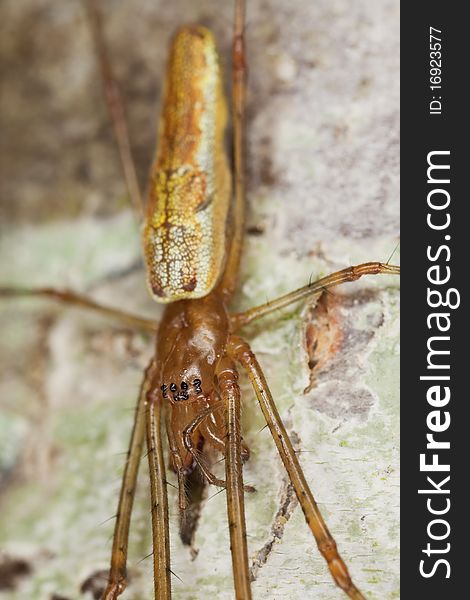 Longjawed orbweaver sitting on wood