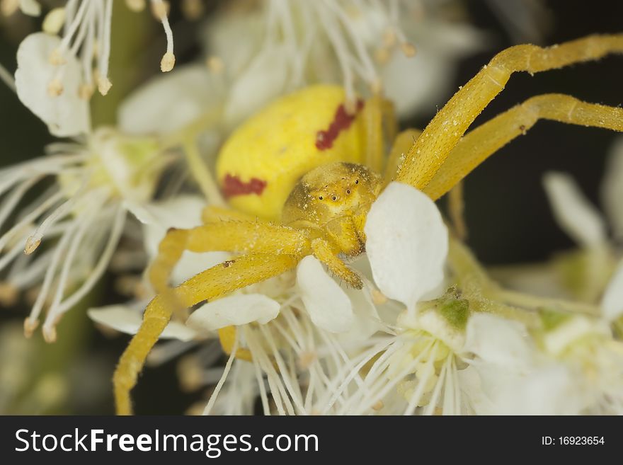 Goldenrod crab spider in agressive position. Macro photo.