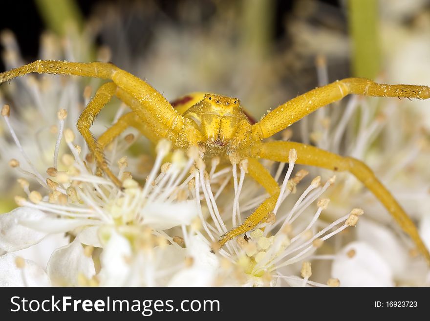 Goldenrod crab spider in agressive position. Macro photo.