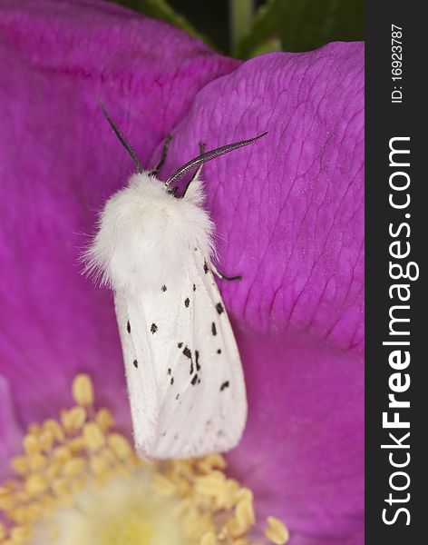 Water ermine (spilosoma urticae) Macro photo.