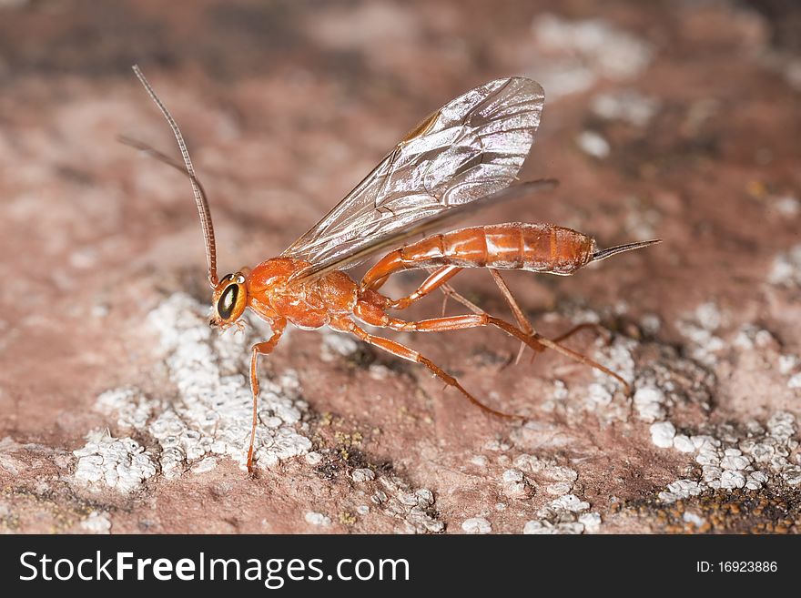 Parasite wasp sitting on rock.