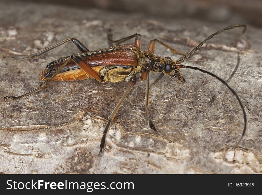 Variable longhorn beetle (Stenocorus meridianus) Macro photo.