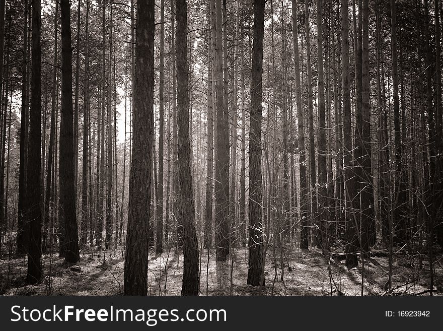 Beautiful Misty Forest