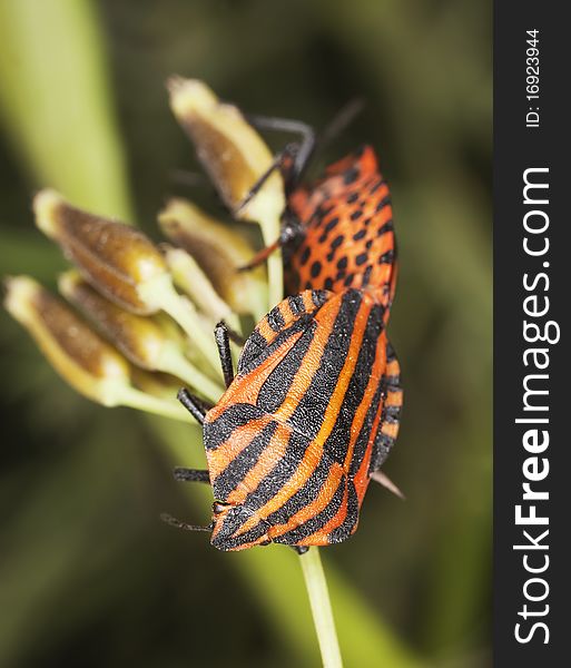 Striped shield bugs (Graphosoma lineatum)