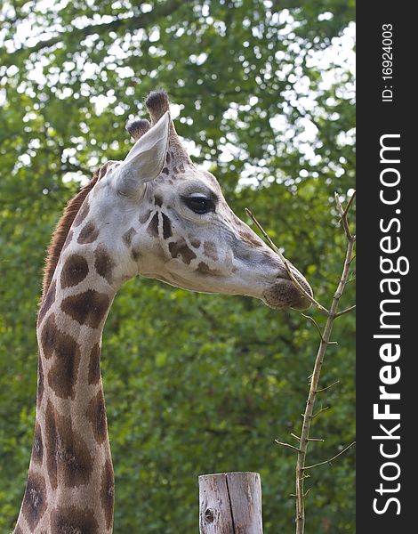 Giraffe portrait on a green leaves background