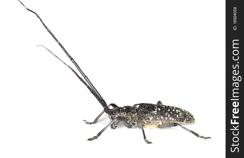 Small white-marmorated long-horned beetle (Monochamus sutor)