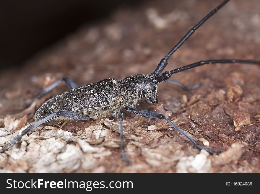 Small White-marmorated Long-horned Beetle