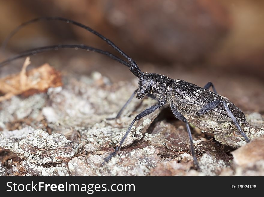 Small white-marmorated long-horned beetle (Monochamus sutor)
