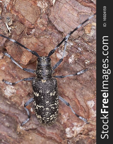 Small white-marmorated long-horned beetle (Monochamus sutor)