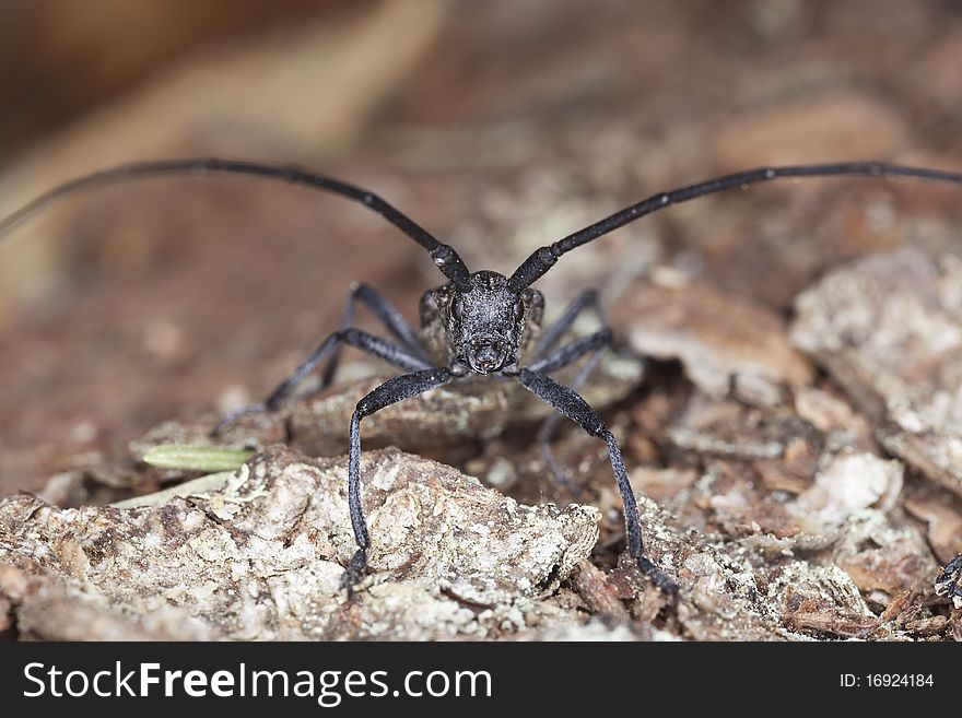 Small white-marmorated long-horned beetle