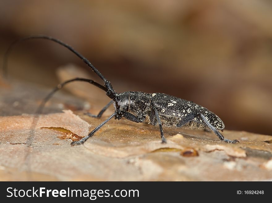 Small white-marmorated long-horned beetle (Monochamus sutor)