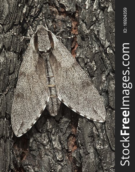 Pine Hawk-moth (Sphinx pinastri) sitting on burnt pine.