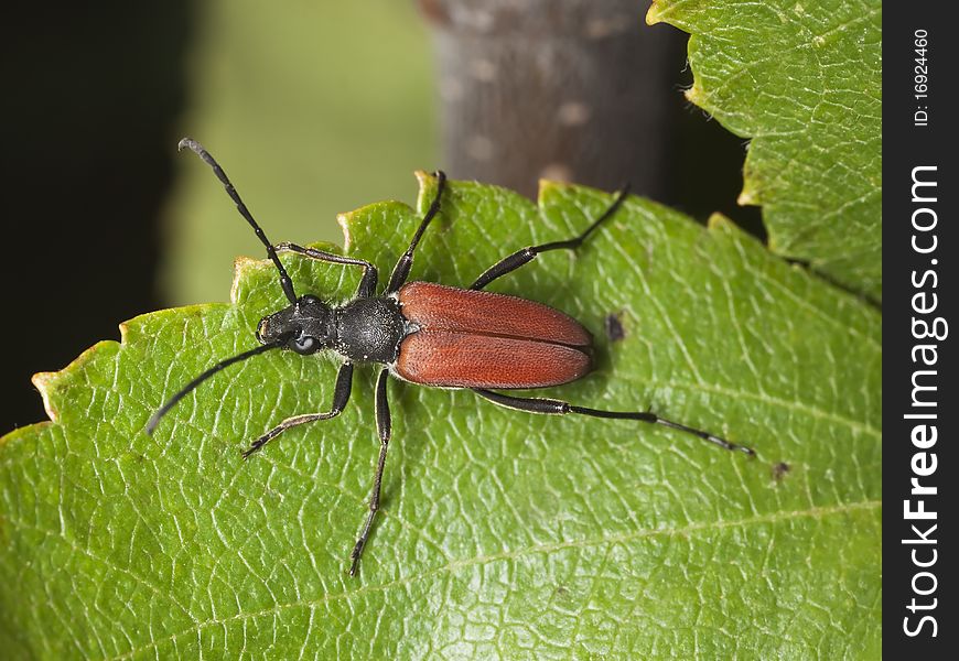 Blood-red long horn beetle (Anastrangalia sanguinolenta) sitting on leaf.