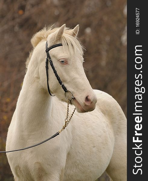 Portrait of a young horse in the autumn in cloudy weather