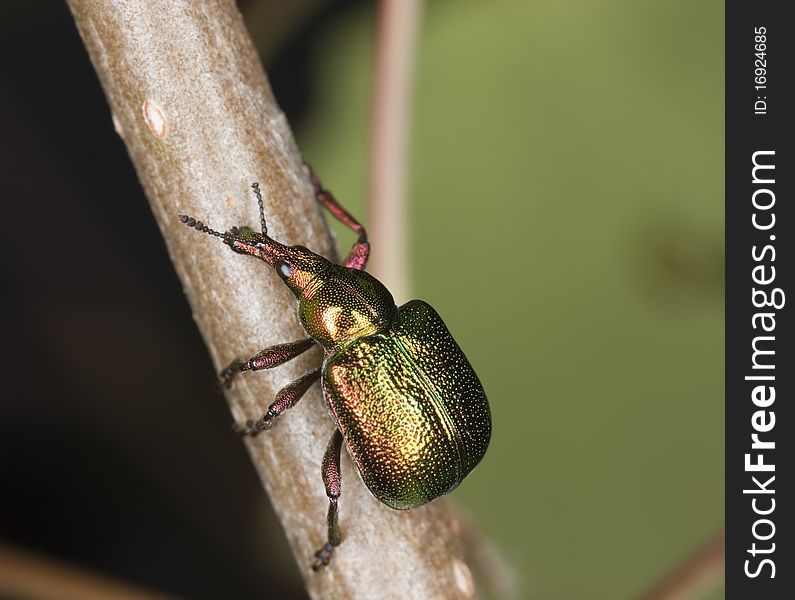 Weevil (Byctiscus betulae) macro photo.