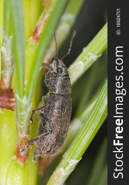 Weevil sitting on fir. Macro photo.