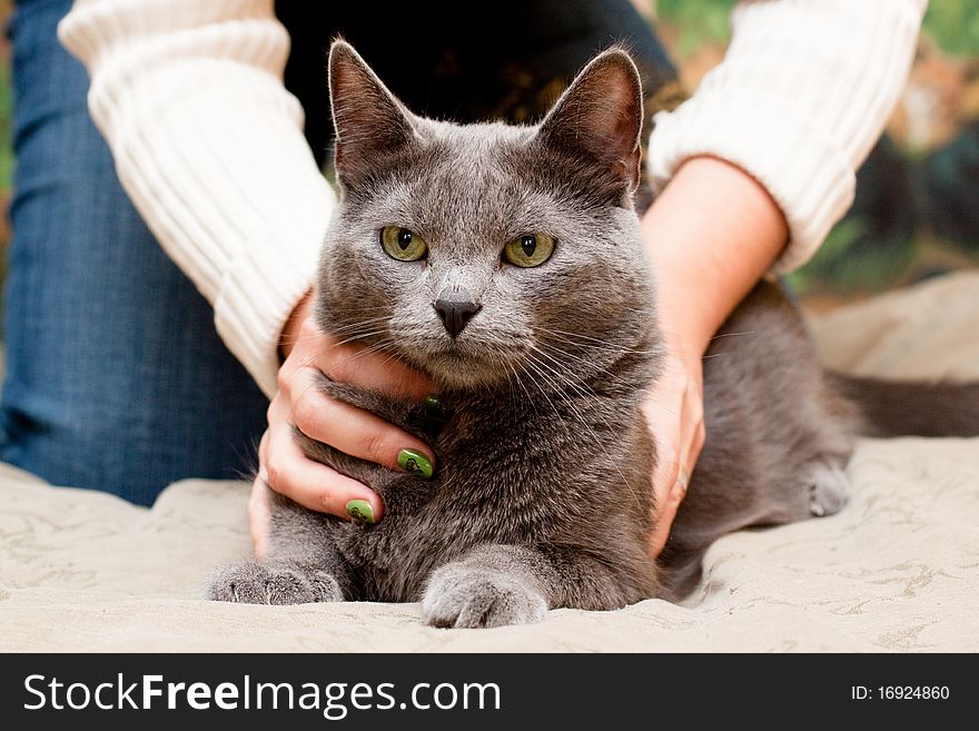 A gray cat and a women hand. A gray cat and a women hand
