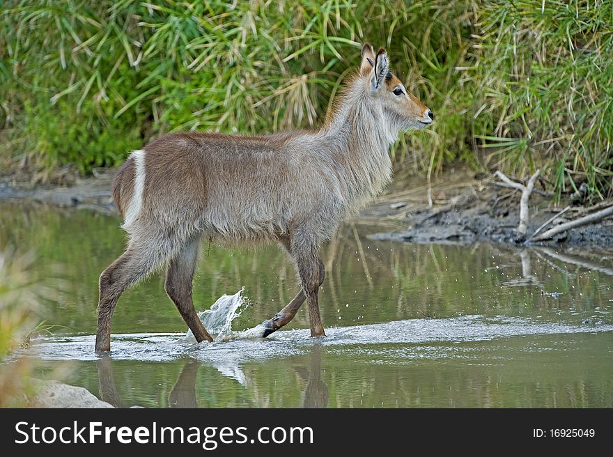 A young Waterbuck walks across the river. A young Waterbuck walks across the river