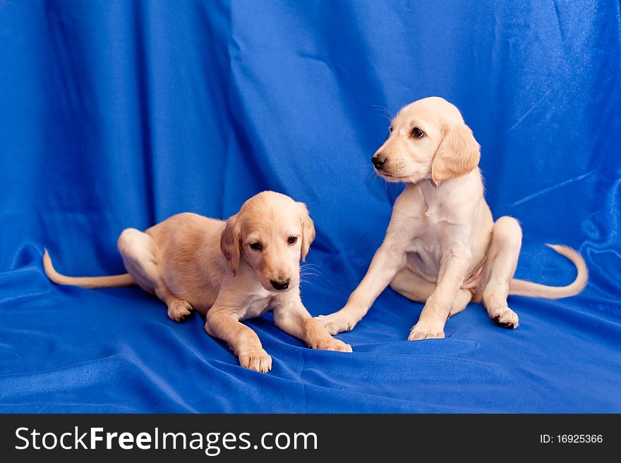 Two white saluki pups on blue background. Two white saluki pups on blue background