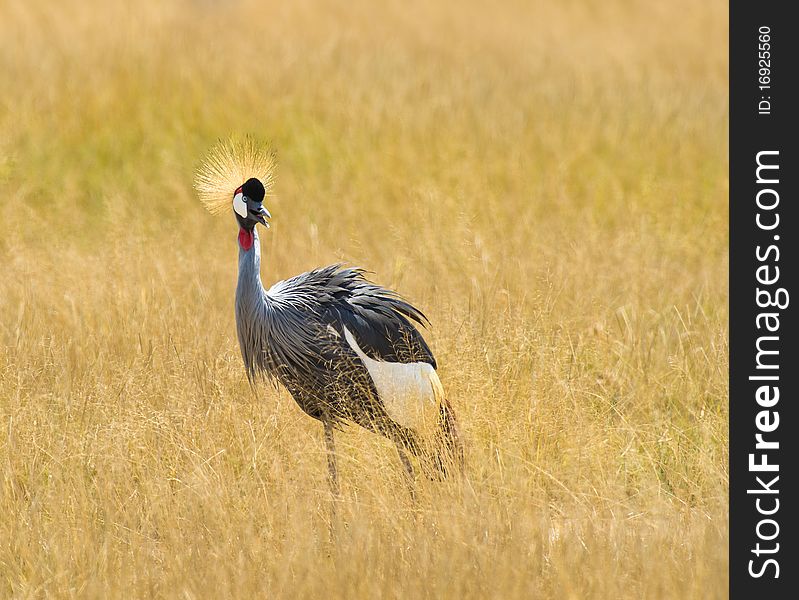 A Grey Crowned Crane in his typical homeland of the kenyan grass savannah. A Grey Crowned Crane in his typical homeland of the kenyan grass savannah.