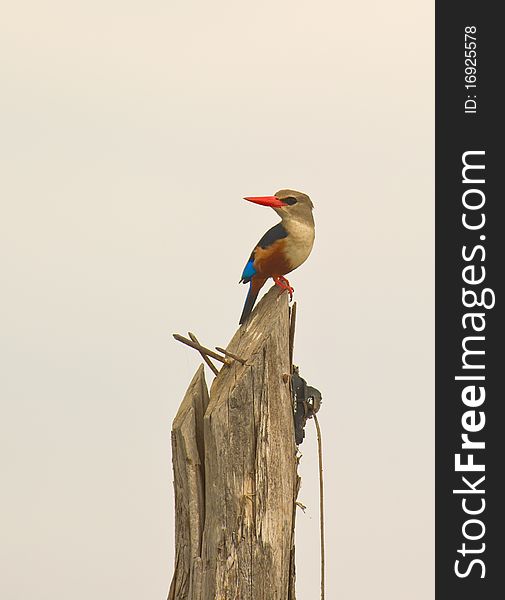 A Grey-headed Kingfisher uses the pole of a fence as a suitable viewpoint in Amboseli National Park. A Grey-headed Kingfisher uses the pole of a fence as a suitable viewpoint in Amboseli National Park.