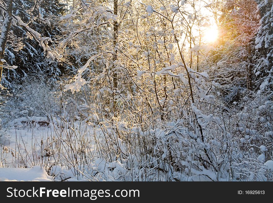 The beam of setting sun through fir branches. The beam of setting sun through fir branches