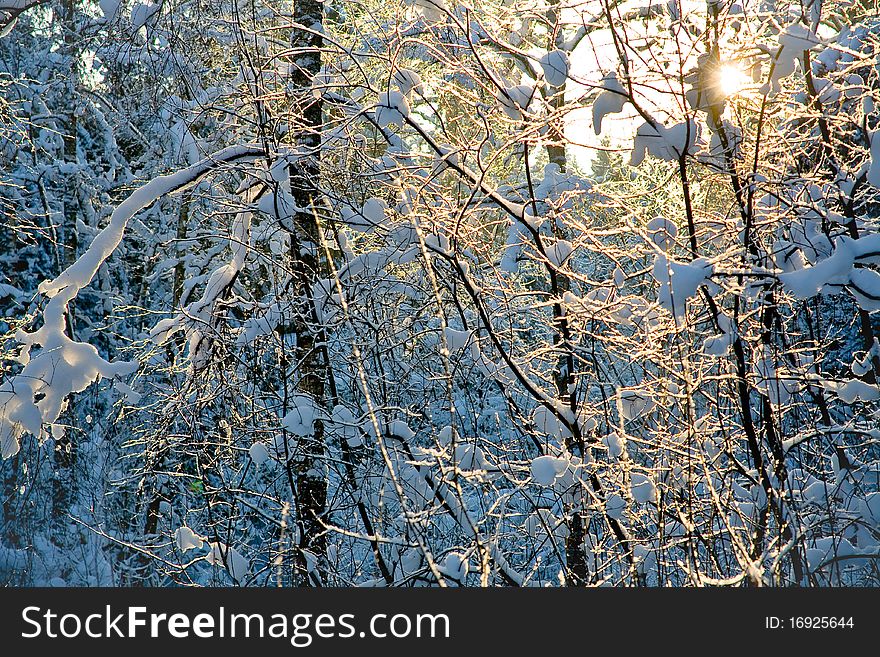 Sunset in winter forest