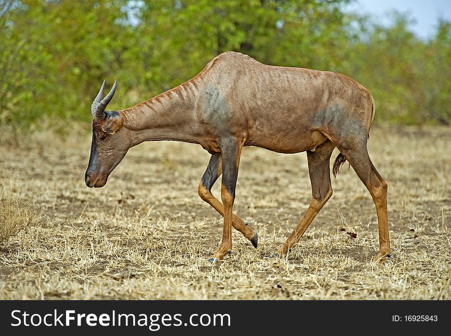 A rare antelope walks past the photographer