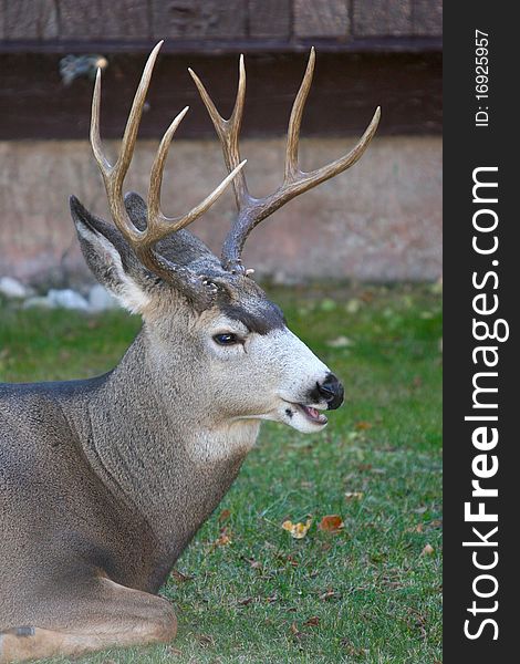 Buck lays down in the grass to rest after a long day of Fall foraging. Buck lays down in the grass to rest after a long day of Fall foraging.