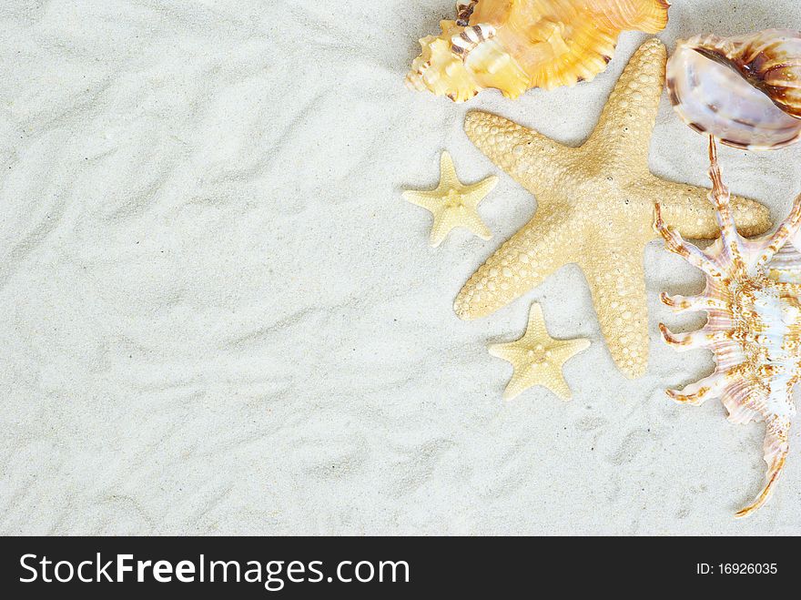 Starfish and shells on the beach. Starfish and shells on the beach