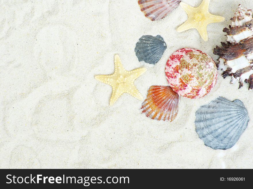 Starfish and shells on the beach