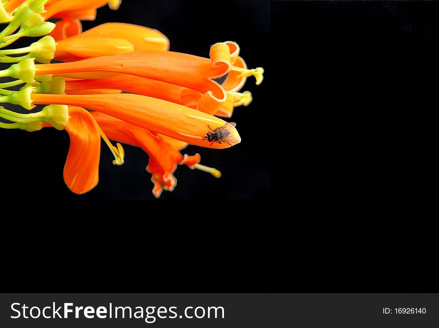 Macro photo of a fly on a bunch of orange flowers. Macro photo of a fly on a bunch of orange flowers.