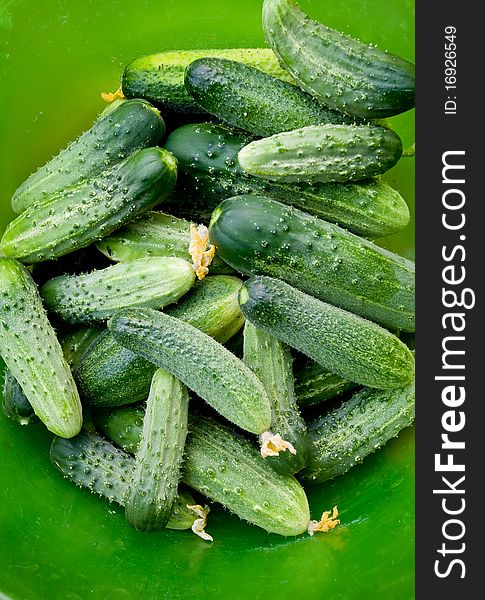 Many fresh cucumbers in green bucket