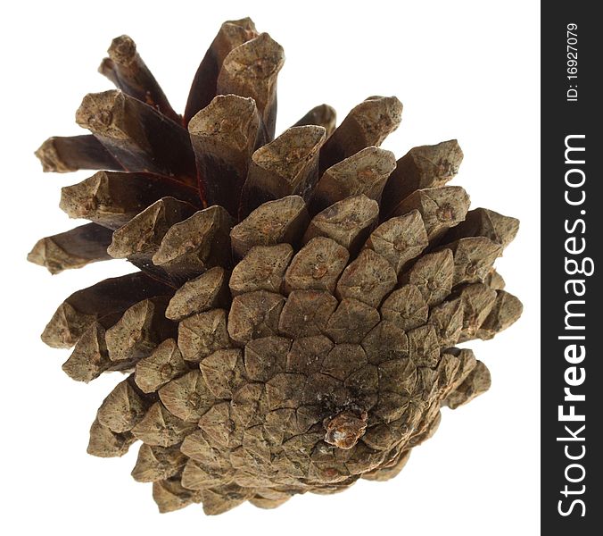 Big pine cone