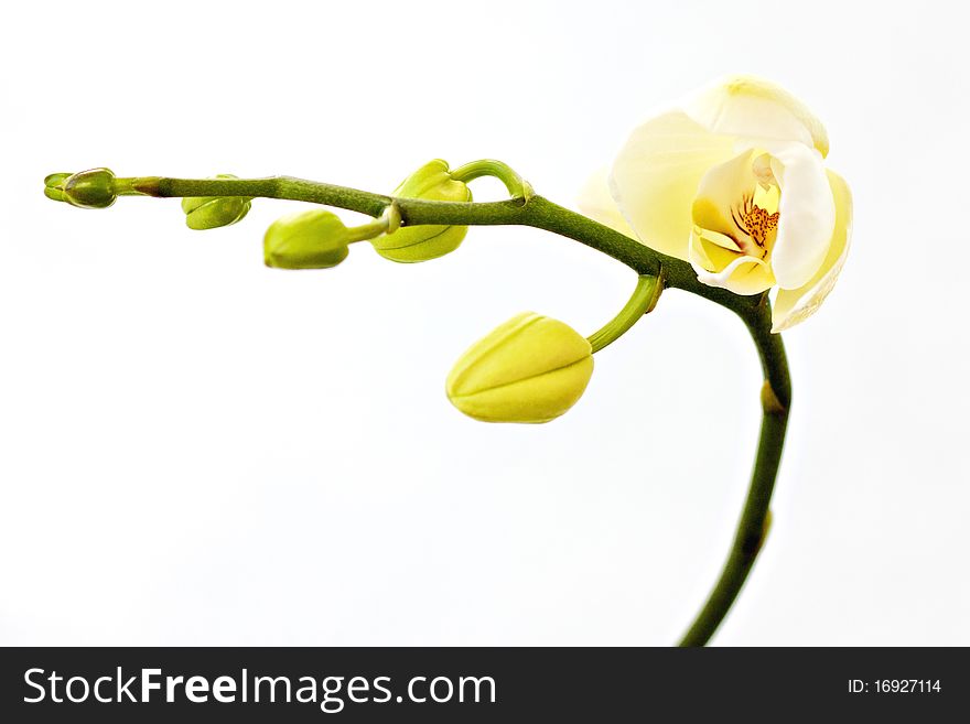 White orchid phalaenopsis on white, isoled