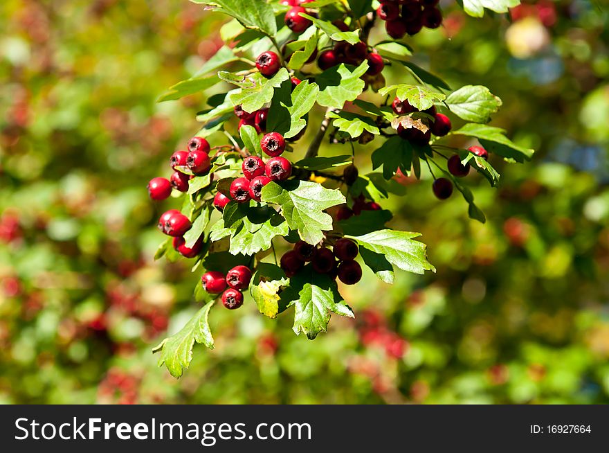 Red berries on the tree. Green bush with clusters of red berries.