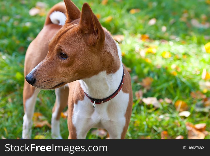 A portret of a basenji dog. Basenji`s interest. Basenji - an african dog.