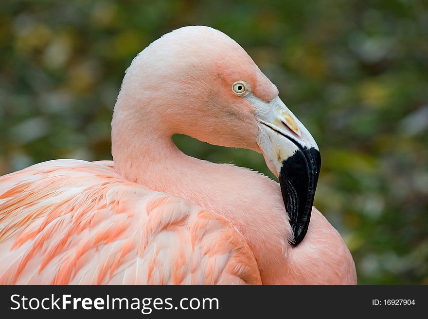 Close-up of very beautiful pink flamingo. Close-up of very beautiful pink flamingo