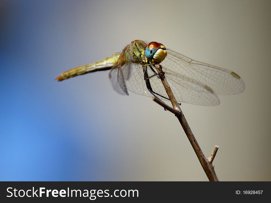 A blue eye dragonfly on a small branch.