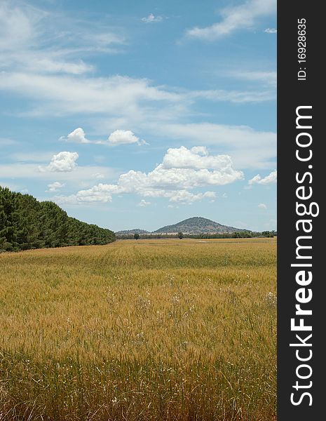 A tree lined landscape in the country. A tree lined landscape in the country