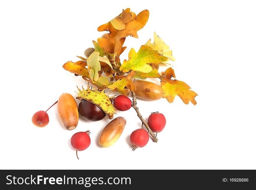 Autumn composition of leaves, acorns, chestnuts and berries. Autumn composition of leaves, acorns, chestnuts and berries.