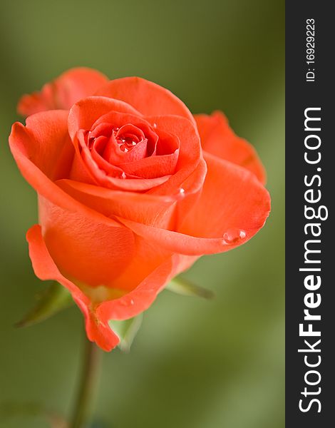 Beautiful red rose  whith drops of water on green background